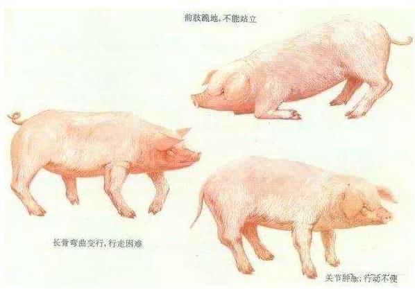 猪无法站立除了链球菌还有以下几种病因,应该如何治疗?