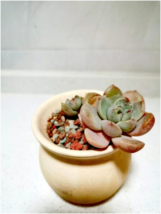 多肉虐我千百遍，我待多肉如初恋