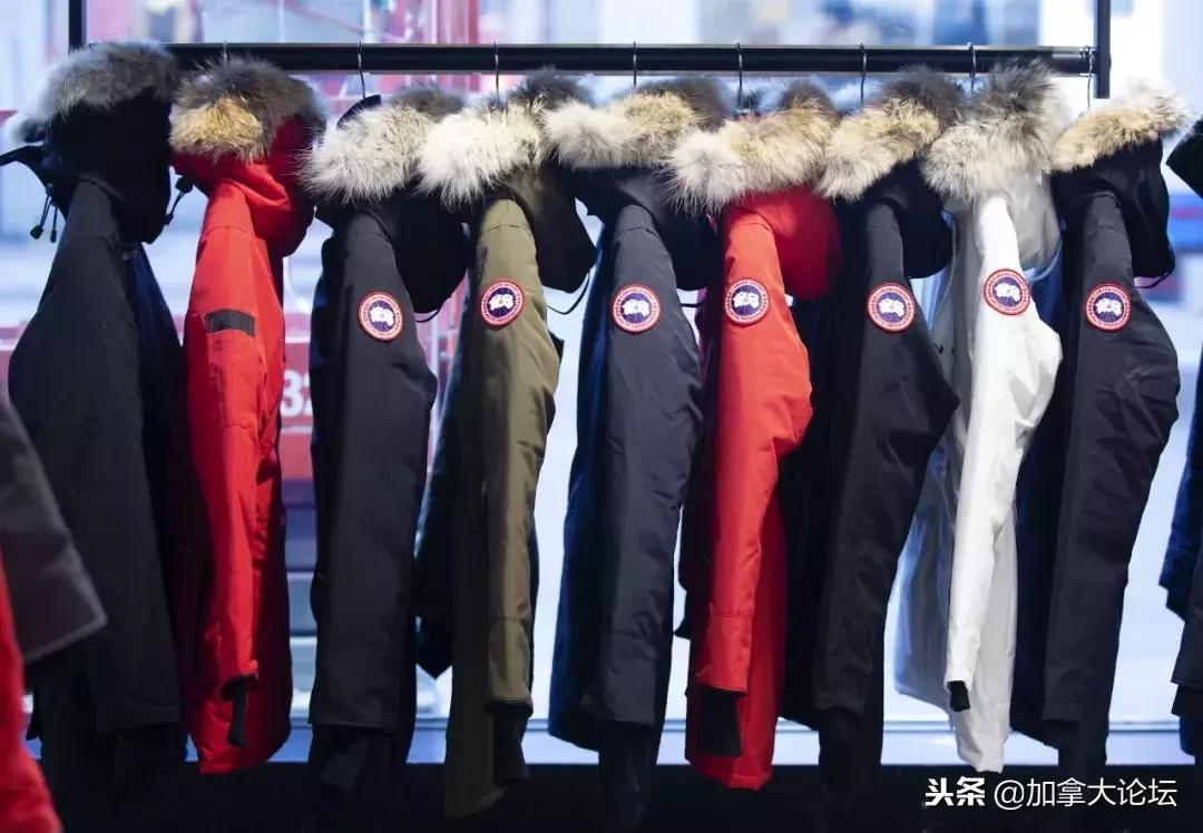 加拿大鹅面临的处罚,加拿大鹅犯错事件