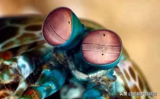 皮皮虾真的那么神奇吗,皮皮虾真的有那么恐怖吗