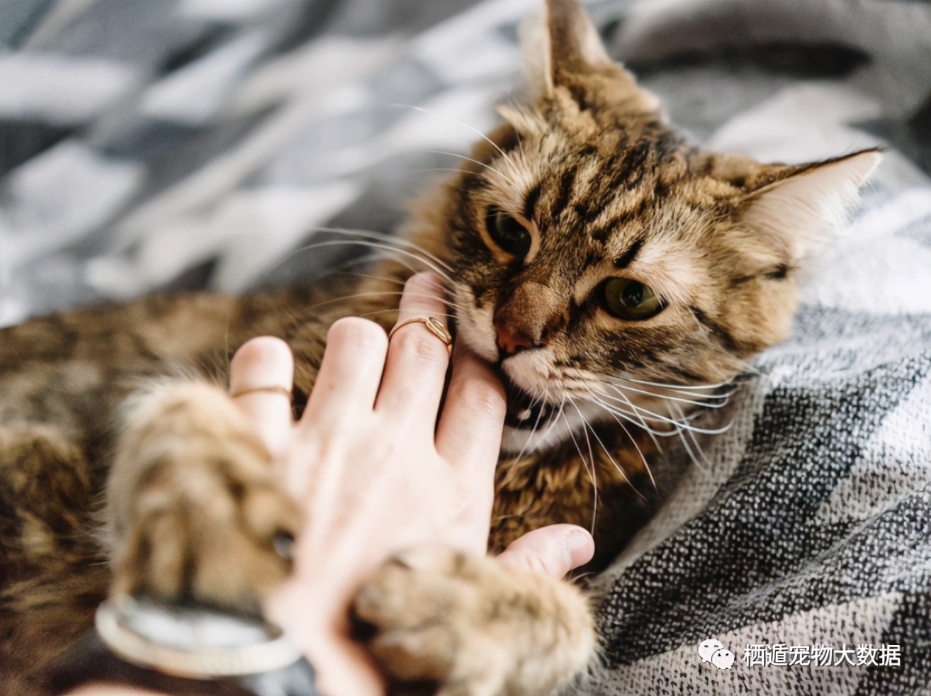 抚摸自己的猫咪被抓伤,摸猫咪的时候猫咪咬人可以打吗