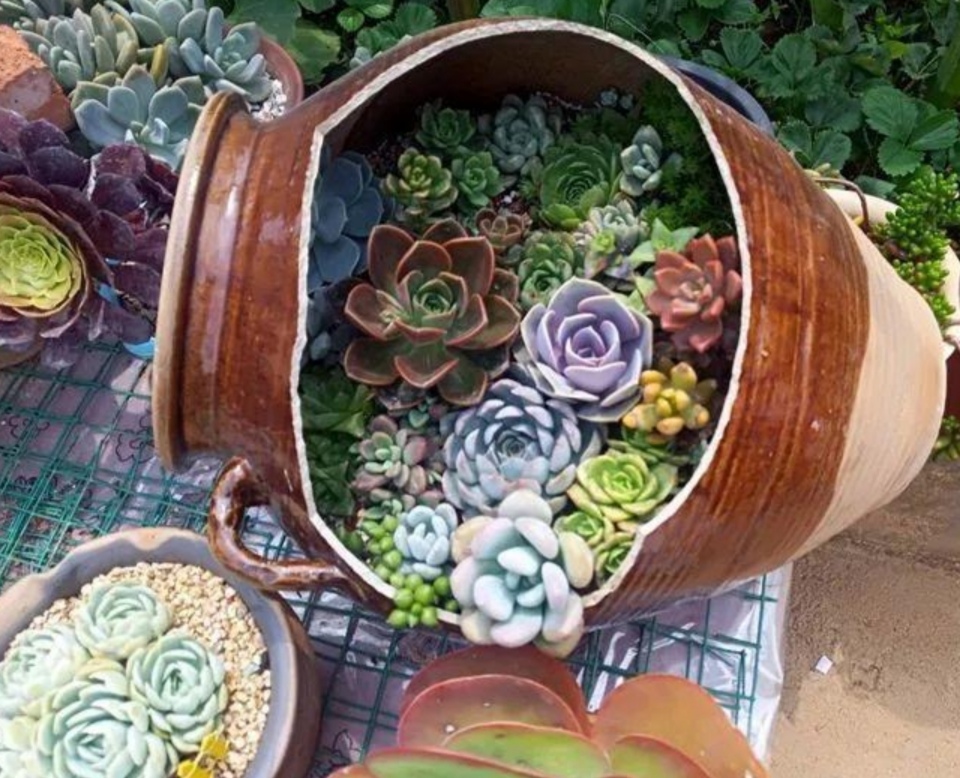 破缸种花效果图,破了的坛子种花