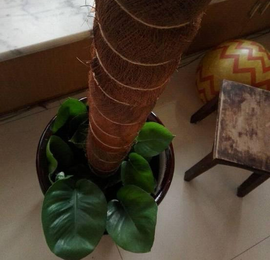 绿萝怎么样做才能好看呢,绿萝如何造型比较好看