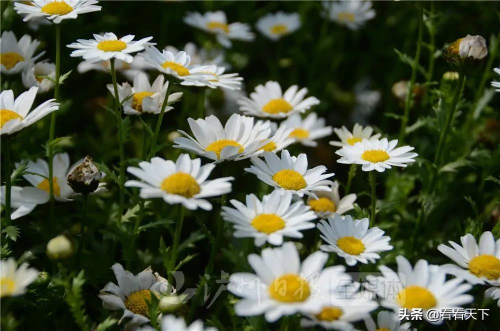 泸州四季花海开放了吗现在,泸州3月赏花胜地心花怒放在哪