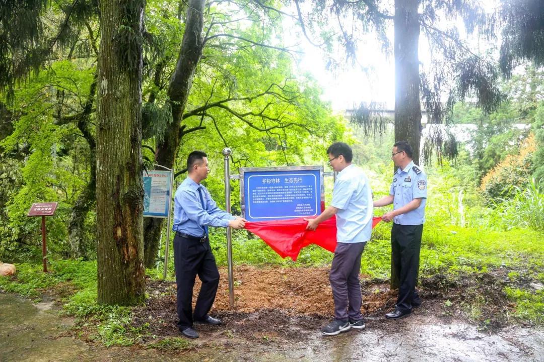 一棵红豆杉图片,一棵红豆杉