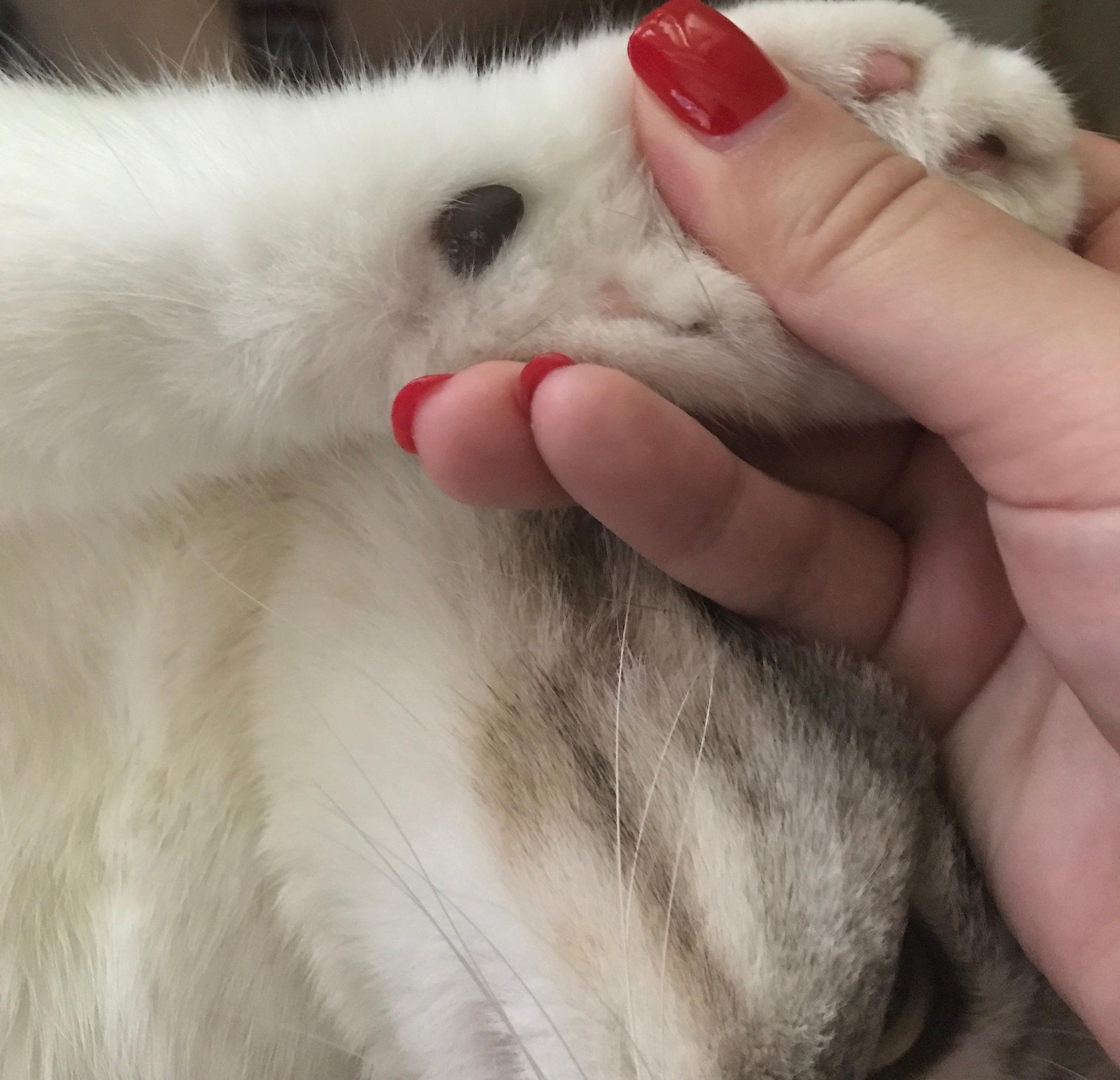 在猫咪眼中吃重要还是玩重要,在猫咪眼里人类有哪些迷惑行为