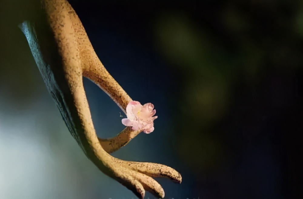 星云大师讲宽心视频,星云大师宽心在线阅读