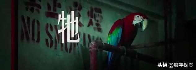 名侦探鹦鹉,名侦探鹦鹉破案