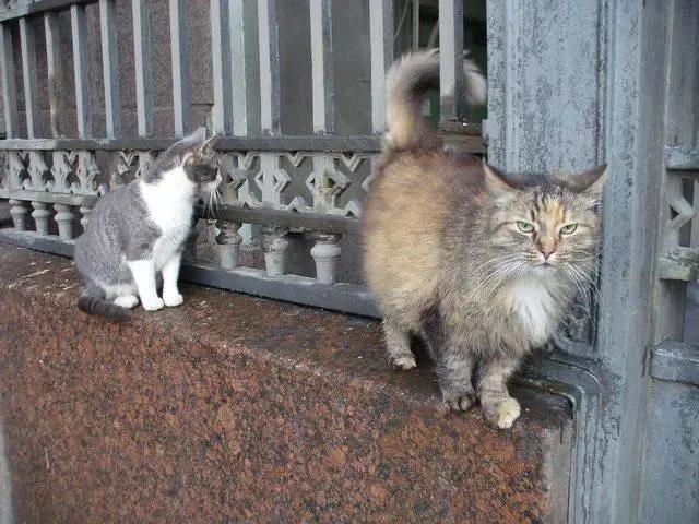 流浪猫突然暴富了,俄罗斯3只流浪猫