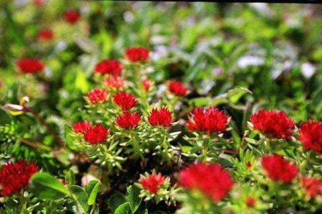 长白山龙合源特产严选,长白山特产前十名排行