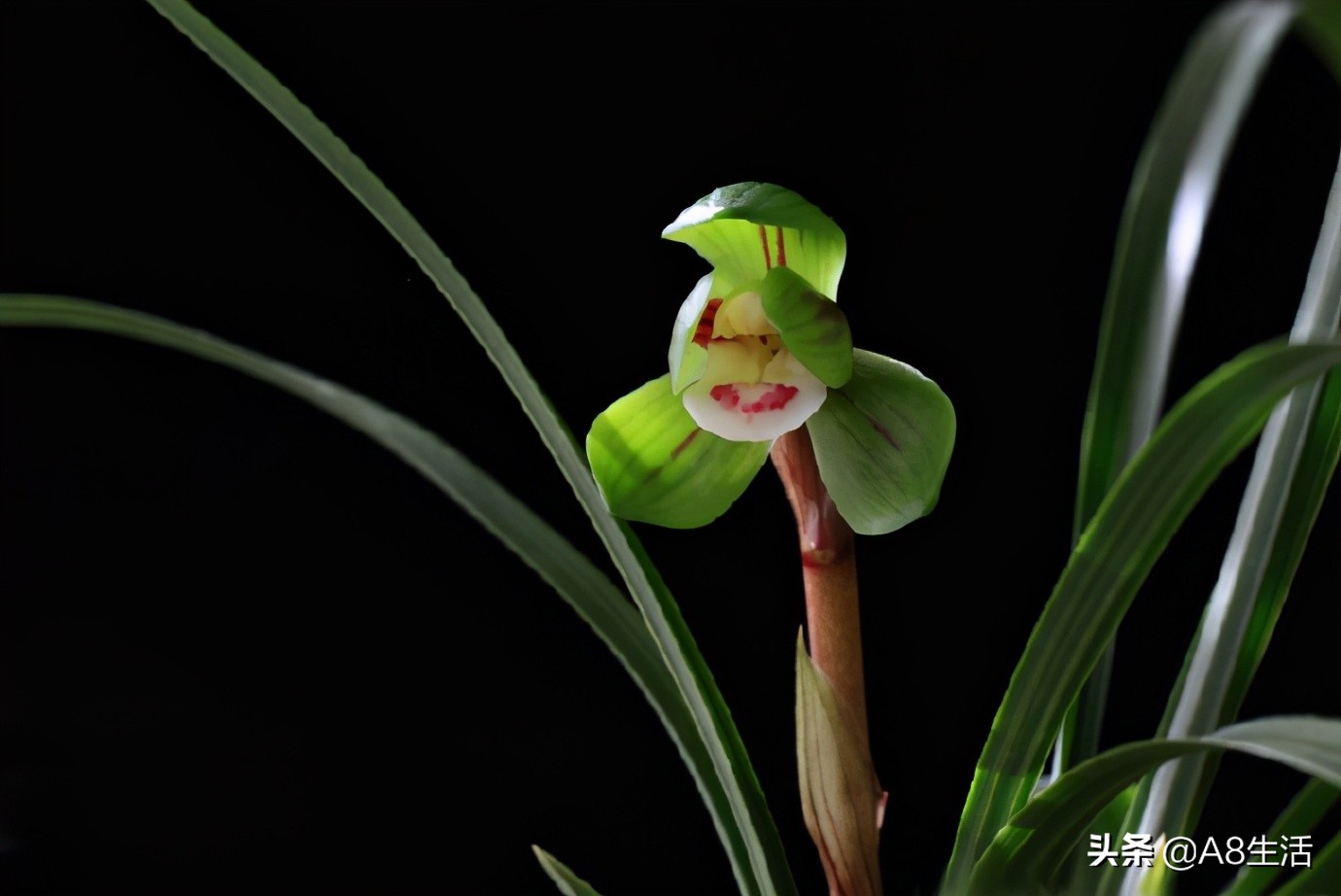 每日一品中国兰花春兰,每日一品完整视频
