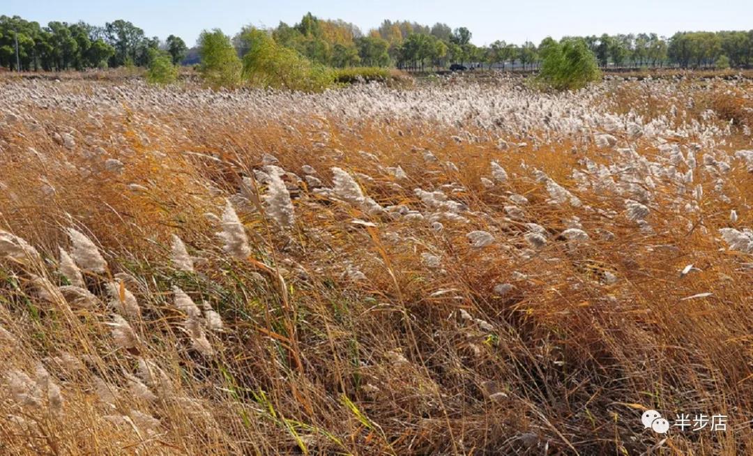 绽放的芦花（散文）作者：王学龙