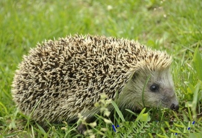 野生的刺猬违法吗,养野生刺猬犯法