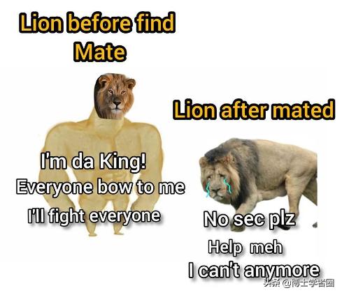 母狮一天发情40次,还追着公狮咬蛋蛋?根本不是这样啊....