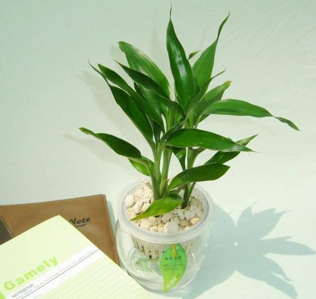 富贵竹叶尖发黄是全剪还是剪一半,富贵竹叶片黄了营养过剩怎么办