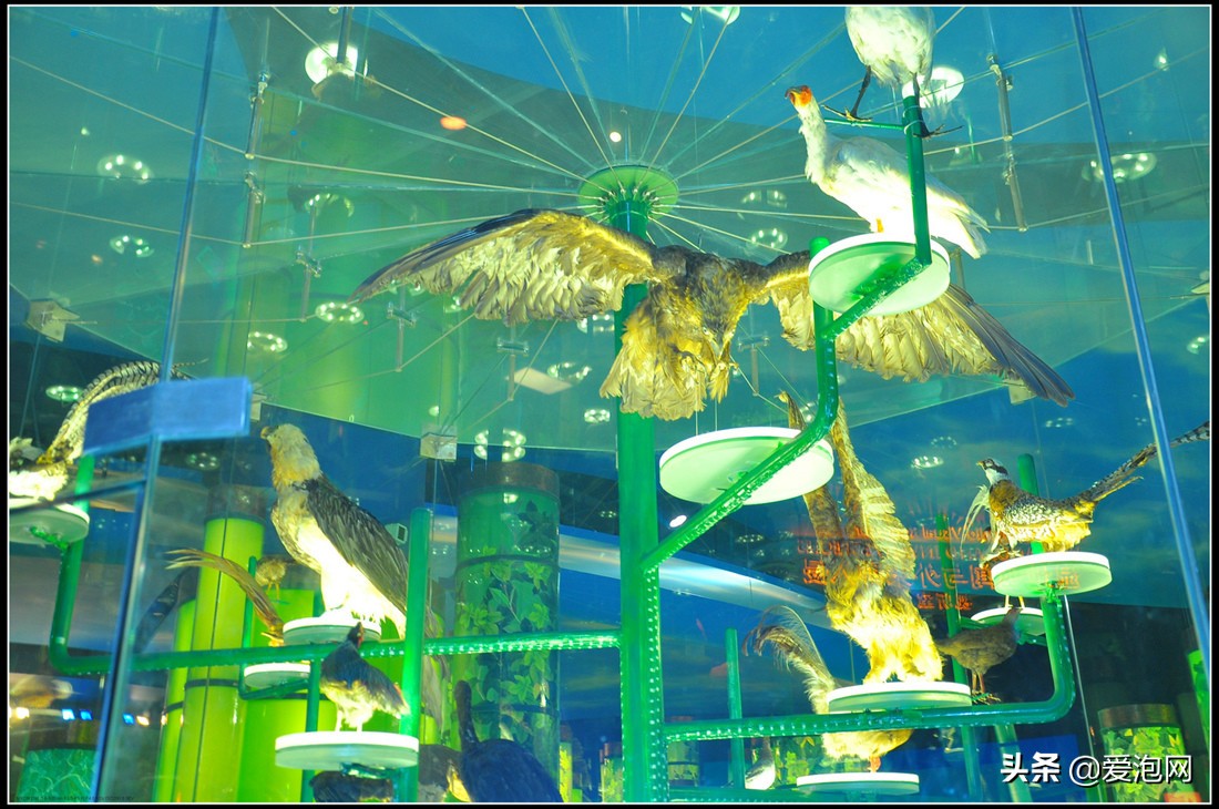 上海科技馆游玩攻略,上海科技馆亲子游玩攻略