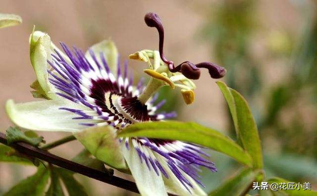 爬藤植物100种,5种爬藤花适合在院子里种植
