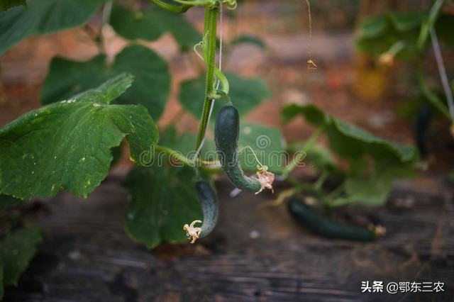 邻居偷菜中毒需要赔偿吗,邻居偷菜200元什么处罚