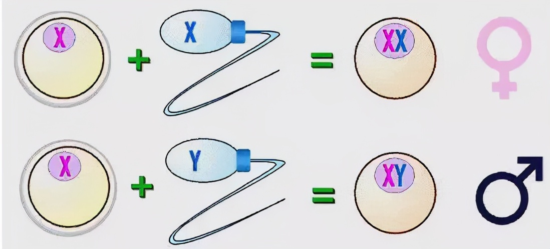 我目睹了一场疯狂的“中国男胎战争”