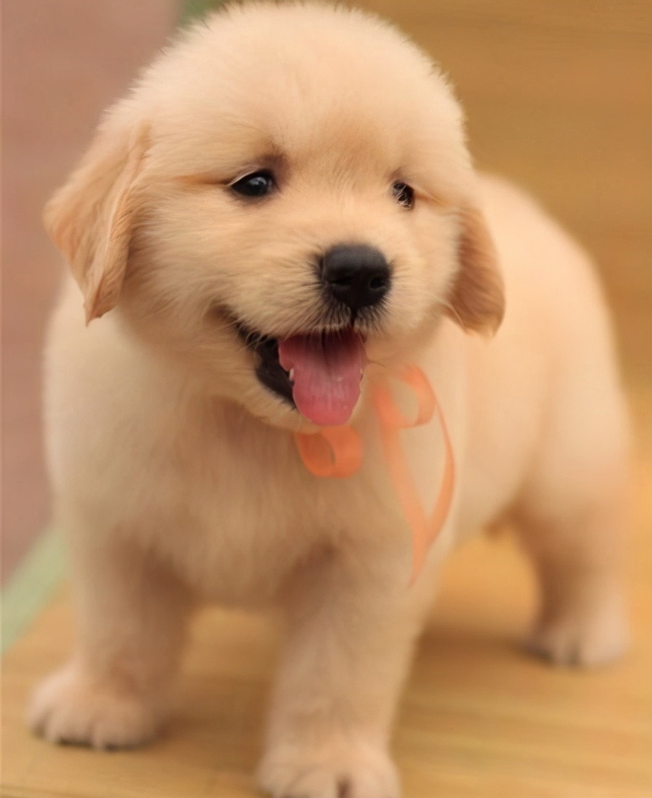 新手铲屎官金毛,新手铲屎官如何挑选健康的猫咪