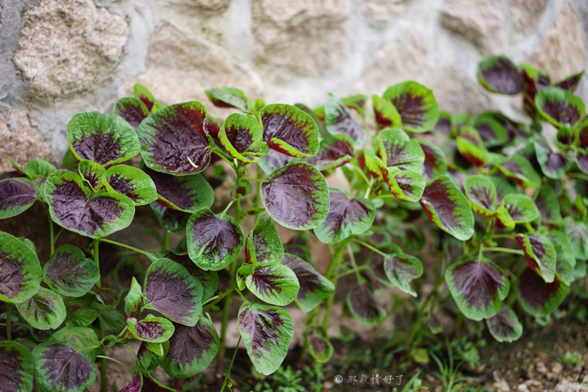 北京昌平带私人烧烤的民宿,昌平京郊民宿