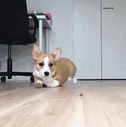 柯基难饲养的几个原因分析,饲养柯基的注意事项