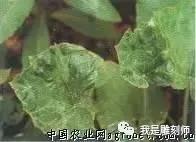 文玩葫芦的病虫,文玩葫芦预防花叶病教程