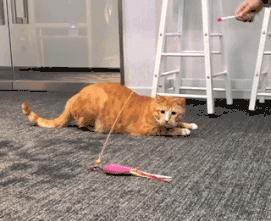 猫咪为什么老是叫讨食,猫咪为什么总是嗯嗯的叫