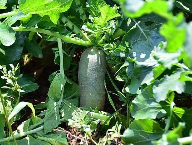 水果萝卜和凤梨萝卜哪个好吃,水果萝卜怎样种植好吃