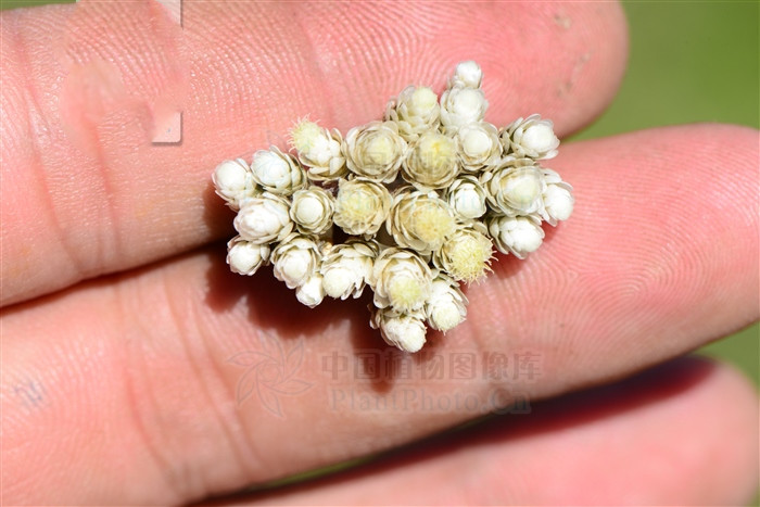 涔崇櫧棣欓潚,涔崇櫧娣￠粍棣欓潚