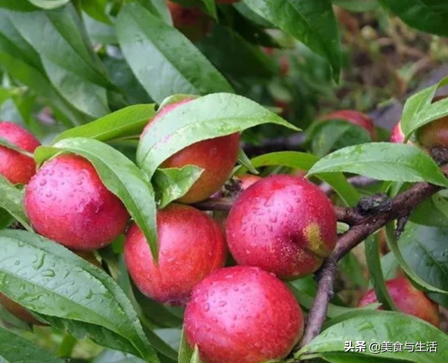 油桃黄心,黄油桃采摘又脆又甜