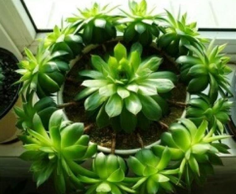 多肉穿裙子了是咋回事,观音莲多肉穿裙子了怎么拯救