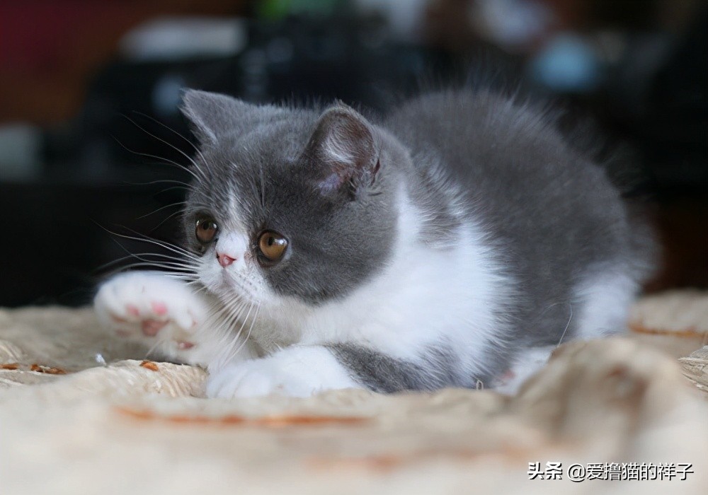 纽顿和皇家猫粮对比,网易严选幼猫粮和全期猫粮对比