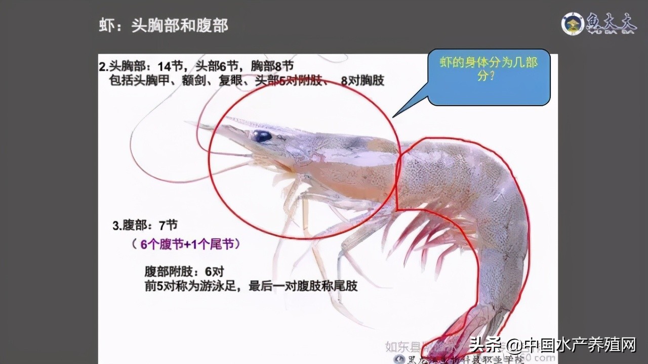 鱼病快速诊断与防病技术,鱼虾蟹病防治方法