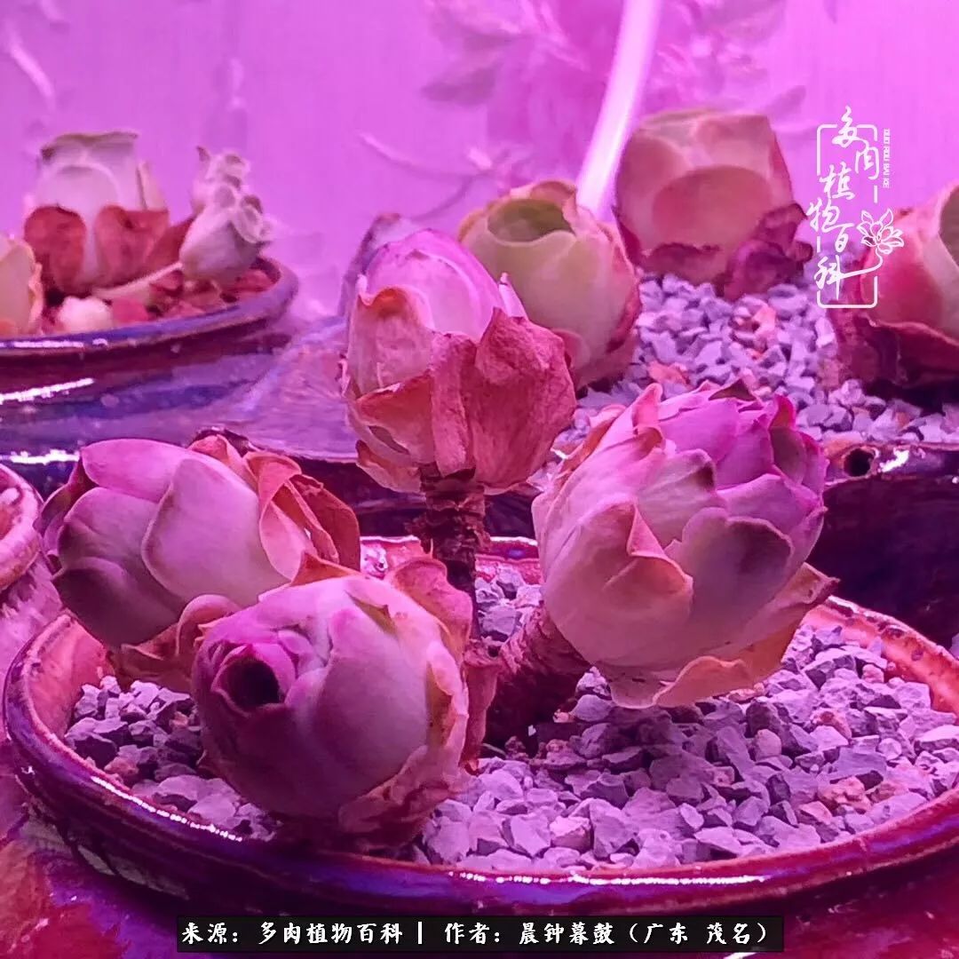 轻轻地告诉你，我的多肉也曾美过，不信你看看