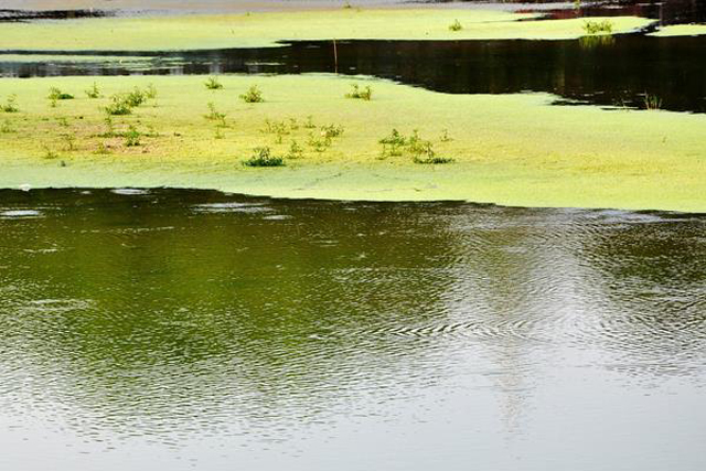 虾田里青苔怎样除掉不伤虾苗,稻田虾青苔治理
