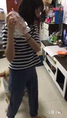 金毛狗的不良习惯,金毛不良习惯训练