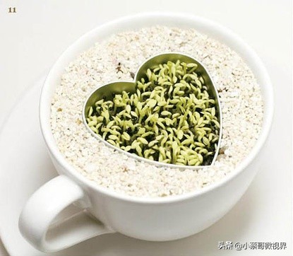 吃完的水果不要扔试试在家就能种,吃完的水果种子