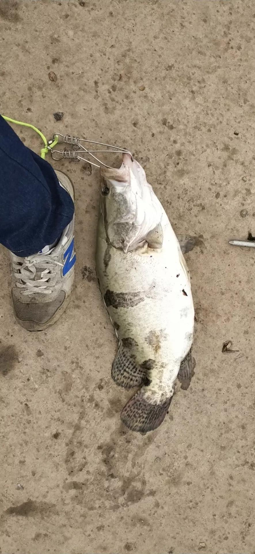 浅谈钓桂鱼技巧和方法,泥鳅钓鳜鱼技巧