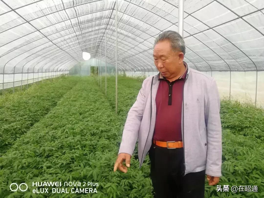 昭通陈正荣：栽上“致富苗”，点燃2000户村民脱贫希望！