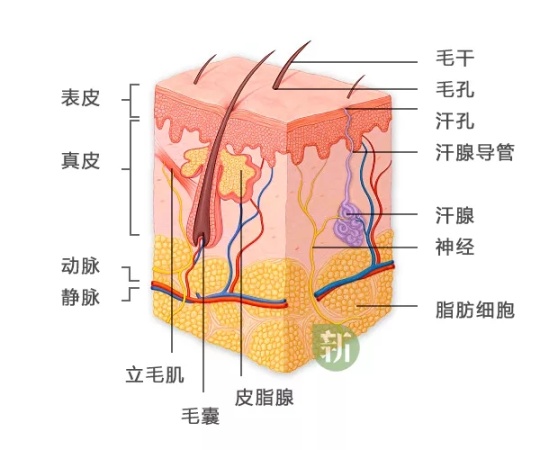 皮肤好是怎么做到的,皮肤好的第一步