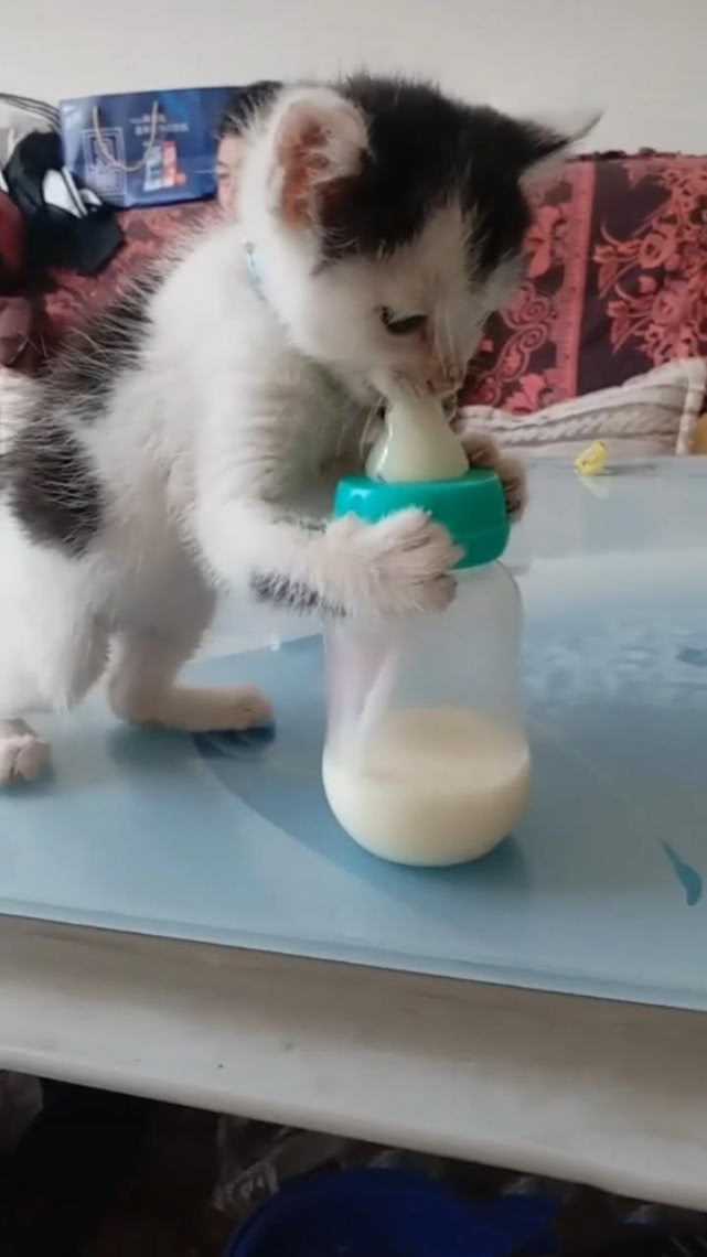 小猫喝奶的时候母猫在干嘛,猫咪着急给小猫喂奶