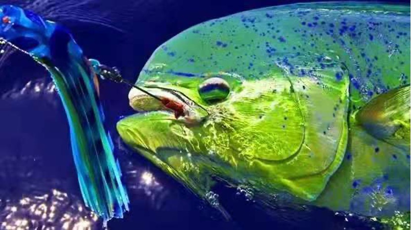 凡学大师｜鲯鳅：美是我最不值一提的优点