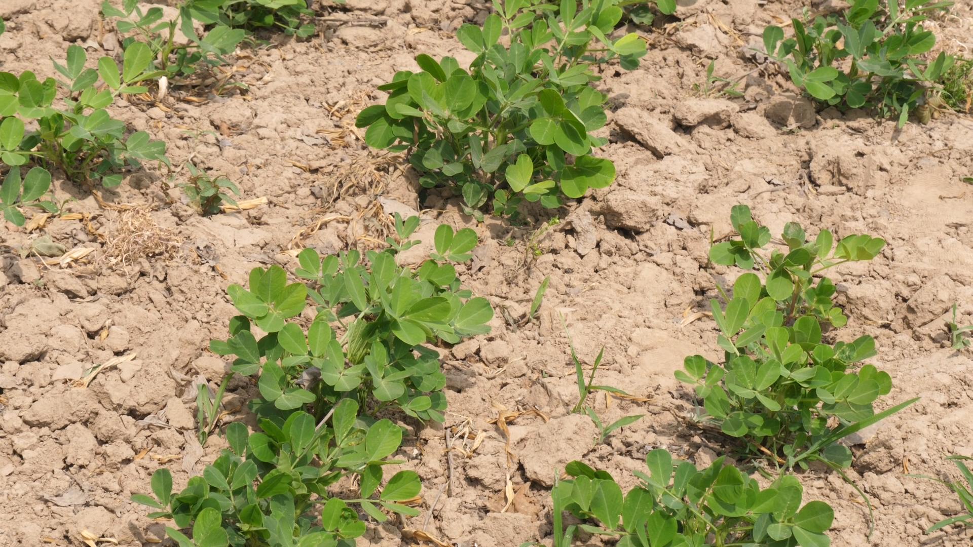 花生根腐茎病怎么治,花生根腐病原因治疗方法