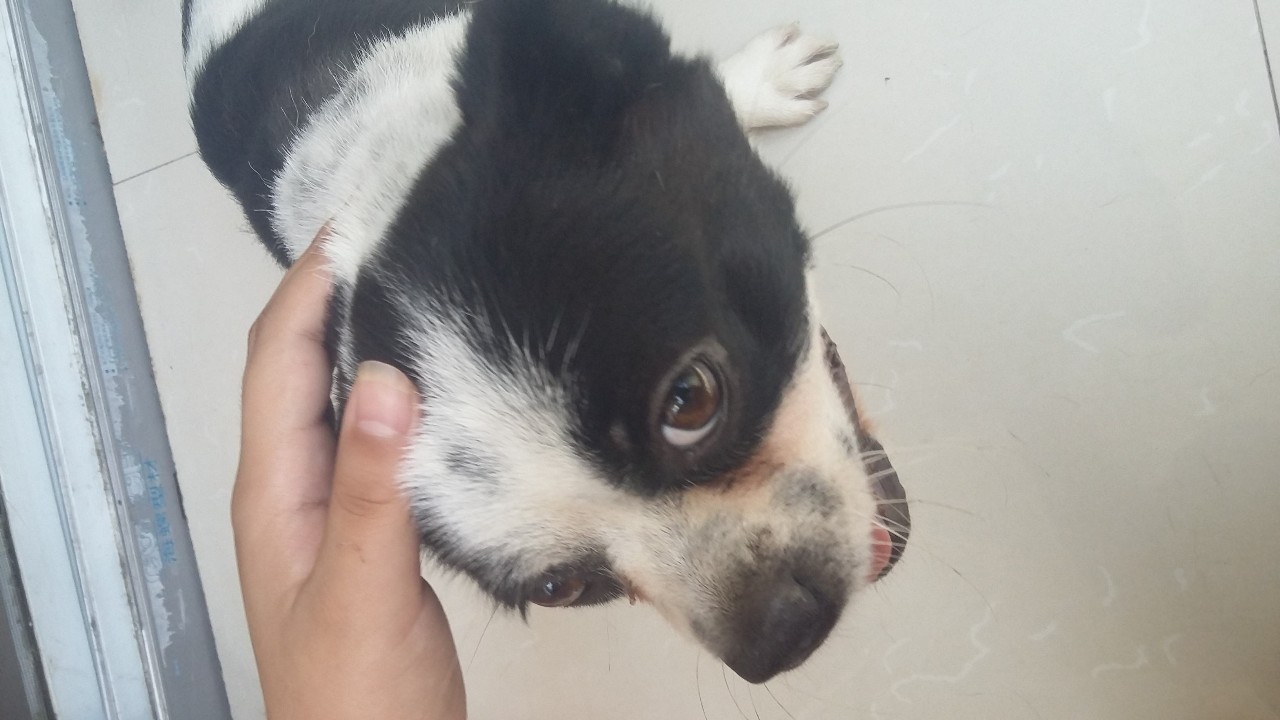 狗狗有3根胡须有什么说法 (狗狗胡子的功效和作用)