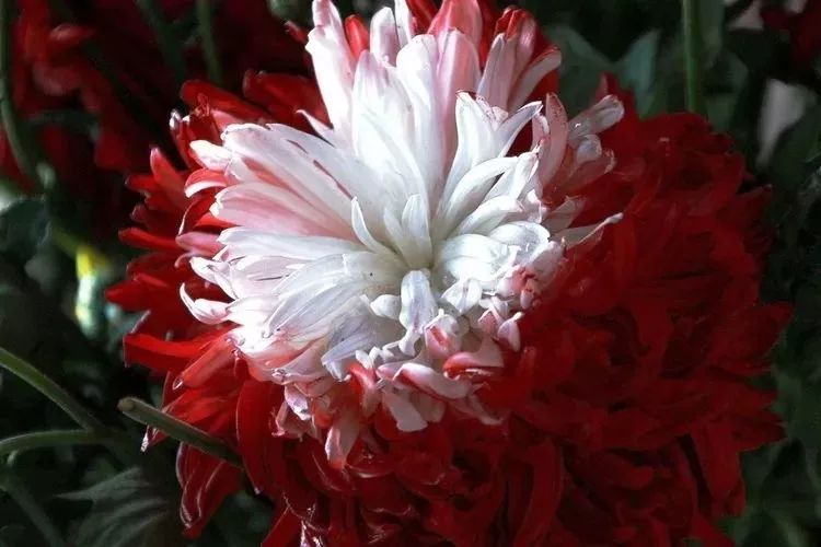 花中四君子菊花,花中四君子菊花的简介