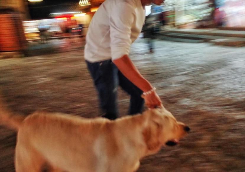 狗狗如果不听话就让它怕你,对狗狗做5件事它可能会讨厌你