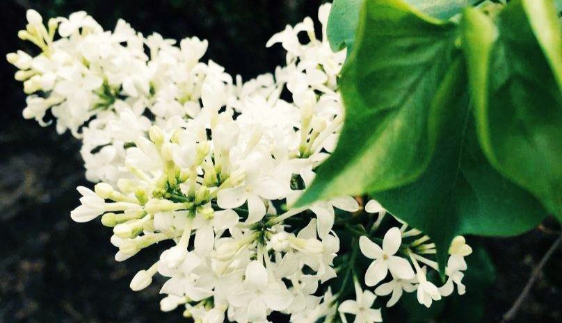 诗经中的绝美句子山有木兮木有枝,山有木兮木有枝诗句配图