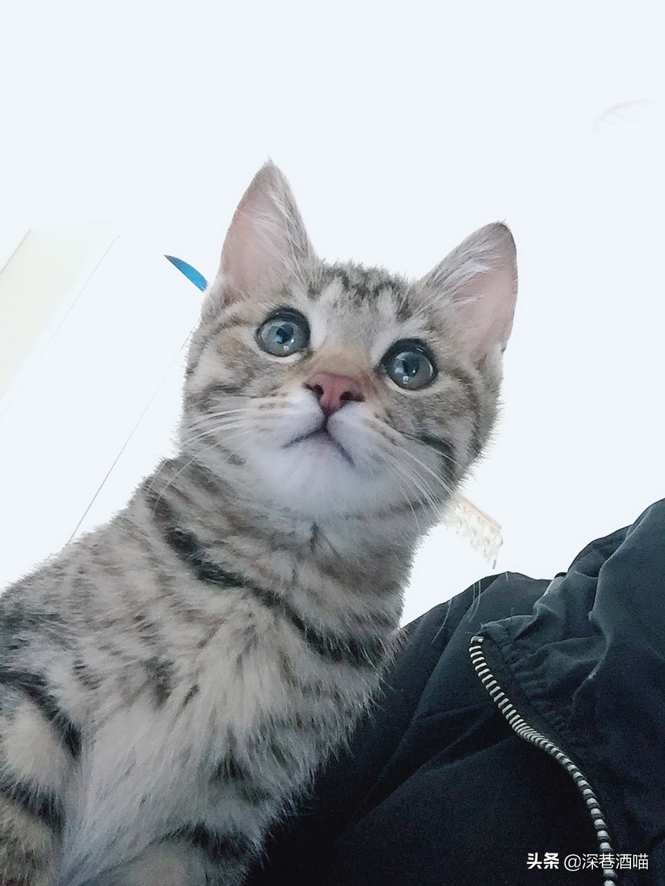 土猫可以当成宠物饲养吗?来!看看网友们是怎么回答的