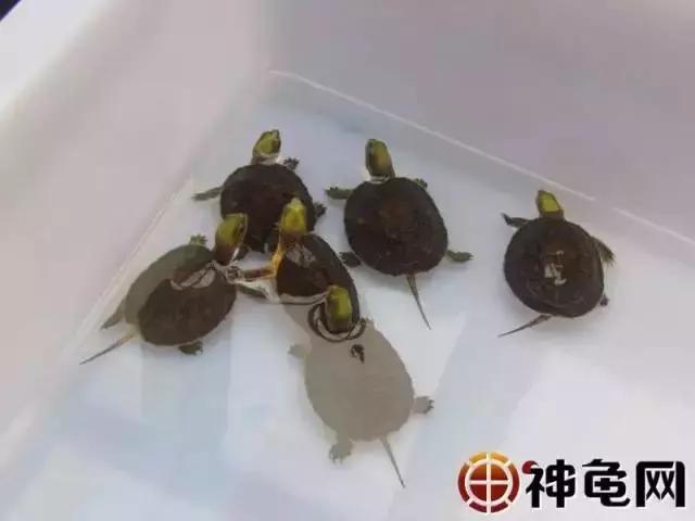 刚出壳的龟苗怎么养怎么喂食,草龟苗出壳后几天喂食